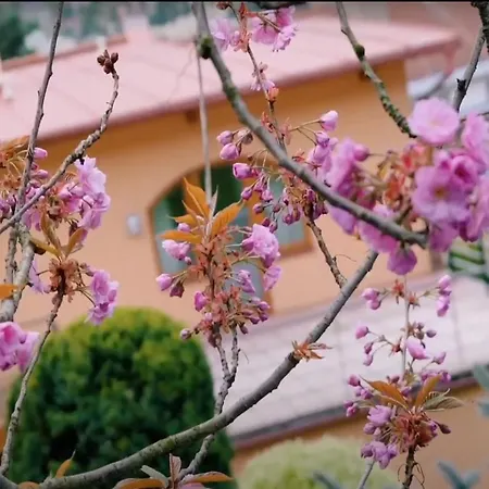 Branik - Wellness, Fitness, Garden Villa *